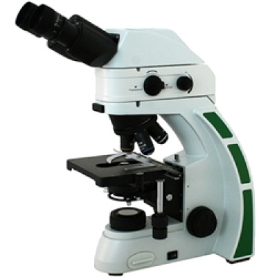RB30-GFP Fluorescence