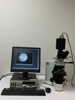 Olympus BX51 Polarizing Microscope with Diagnostic Instruments Microscope
